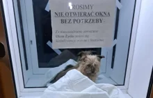 Pies pozostawiony we wrocławskim oknie życia.
