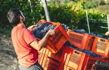 Winiarze z Europy chcą dodawać wodę do wina. Wróci praktyka zakazana w UE?