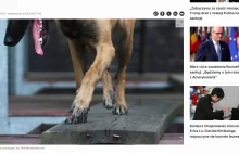 Pies zaatakował w lesie 8-latka. Dziecko trafiło do szpitala