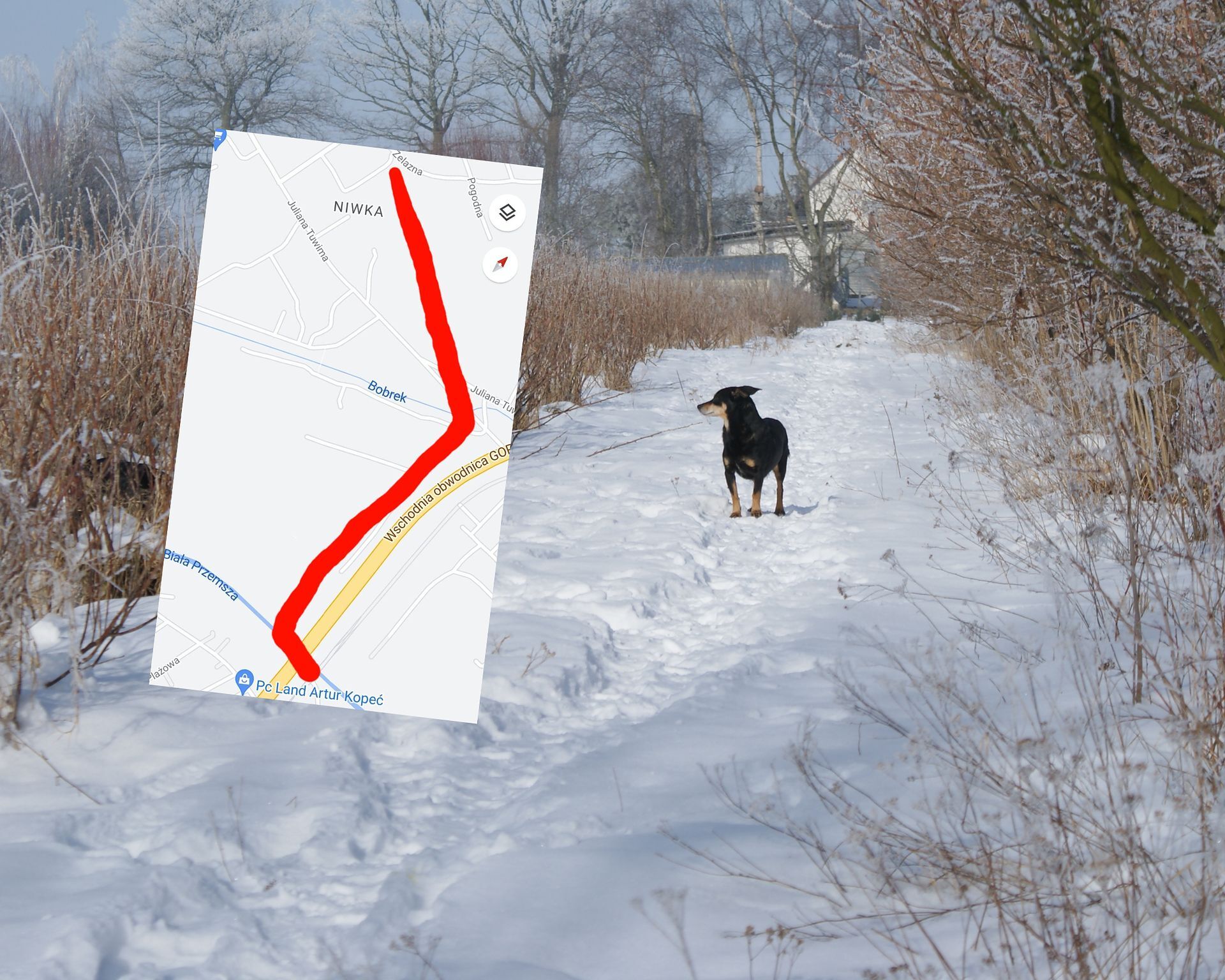 Pan Tomasz z Sosnowca walczy z trucicielami psów