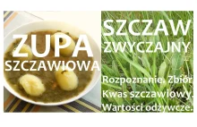 Szczaw - Wszystko co chcesz wiedzieć (rozpoznanie, zbiór, zupa, przetwory, kwest