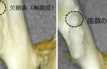 W Japonii rozpoczynają się badania kliniczne leku wspomagającego wzrost zębów