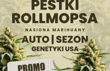 Nasiona marihuany: Drop pestek Rollmopsa!