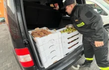 Strażacy dostali 150 pączków: W dowód wdzięczności.