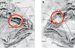 Tajemnica ewolucji ryb flądrokształtnych została częściowo rozwiązana
