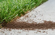 Amerykański patent na mrówki w trawniku. Wynoszą się raz