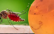 Bursztynowa kapsuła czasu: Larwa komara z czasów dinozaurów