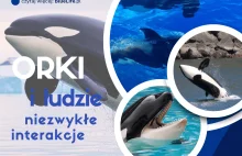 Orki i ludzie ewolucja w zachowaniach, nowe relacje i niezwykłe interakcje