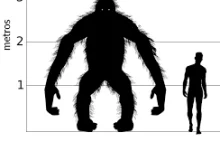 Gigantopiteki - wymarłe, największe małpy człekokształtne