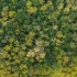 Grunty w polskich lasach masowo oddawane Ukraincom i Lemkom