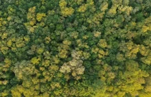 Grunty w polskich lasach masowo oddawane Ukraincom i Lemkom