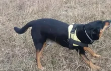 Wycinał nerki bezdomnym psom. Został uniewinniony
