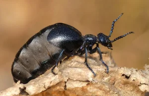 Oleica krówka - jeden z najdziwniejszych chrząszczy w polskiej faunie