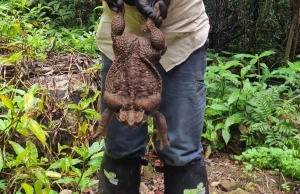 Australia: W lasach deszczowych znaleziono gigantyczną ropuchę. Waży 2,7 kg -