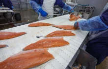 Unia na wniosek Francji ma utrudnić życie polskiej branży łososiowej