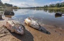 Złota alga w zbiorniku Czernica. Wojewoda wskazuje na "czynnik biologiczny"