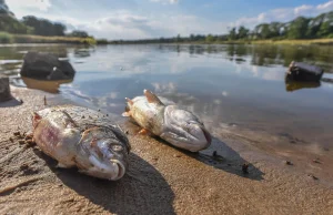 Złota alga w zbiorniku Czernica. Wojewoda wskazuje na "czynnik biologiczny"