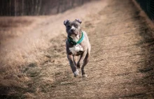 Amstaff pogryzł dziewczynkę. Chroniła swojego psa przed atakiem