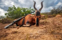 Kolejna "antymyśliwska" ustawa w Sejmie. Cel: Zakaz importu trofeów zwierzęcych