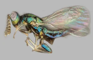 Kilka interesujących przykładów manipulacji owadami przez pasożyty