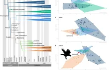 Odkryto jedną z najstarszych skamieniałości ptaków