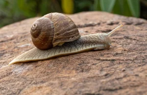 Ślimaki w ogrodzie, skuteczne sposoby na pozbycie się plagi Jak naturalnie