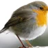 O ptakach śpiewających o określonych porach dnia - Adam Zbyryt, ornitolog
