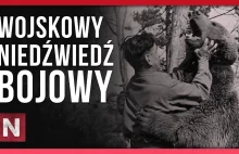 POLSKI WOJSKOWY NIEDŹWIEDŹ BOJOWY