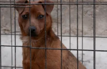 Były kierownik schroniska w Kościerzynie skazany za znęcanie się nad zwierzętami