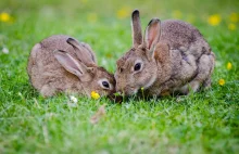 Skąd wzięło się przekonanie o królikach uwielbiających marchewki?
