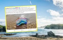 Żeglarz portugalski znaleziony na plaży. Wydano ostrzeżenie