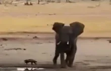 Miodożer podejmuje walkę ze słoniem