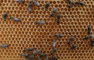 Setki tysięcy martwych pszczół. Zabiła je chemia ze spryskanego rzepaku