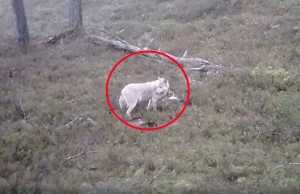 Nagranie z polskiego lasu. Internauci nie dowierzają