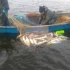 Skandaliczny handel rybą w rezerwacie przyrody jezioro Drużno.