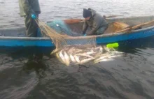 Skandaliczny handel rybą w rezerwacie przyrody jezioro Drużno.