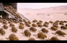 Pustynia umierała Wtedy przybyły bobry