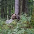 Kolejny atak niedźwiedzia na szlaku turystycznym w Słowacji