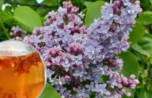 Herbata z kwiatów bzu lilaka. Sprawdź, jak przygotować kwiaty, by zrobić z nich