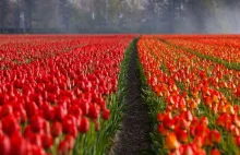 Bajka o tym, jak podstępne tulipany "rozwaliły" gospodarkę