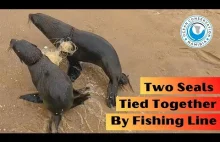 Akcja ratunkowa dwa lwy morskie zaplątane w liny rybackie