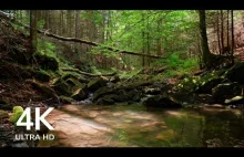 Forest Stream Sound and Birds Singing, Relaxing Nature Sounds For Sleep