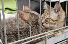 Za uratowanie kotów podarował bezdomnemu mieszkanie i pracę