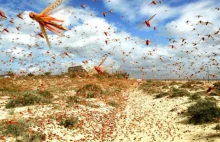 Roje szarańczy zbliżają się do kurortu turystycznego Marsa Alam w Egipcie