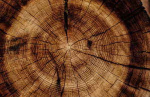 Drewniana turbina wiatrowa – czy drewno zastąpi stal?