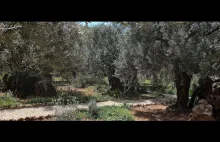 Izrael: Ogród Getsemane