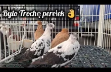 Giełda Zwierząt Lublin 30.08.2025 Finał Wakacji było parę perełek