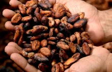 Rekordowe ceny na giełdach. "Czas taniej czekolady się już skończył"