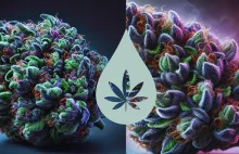 Właściwości odmiany medycznej marihuany Blueberry Cannabis Flos THC 18 C-D 1