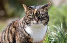 Kot rzucił się na człowieka, badania potwierdziły wściekliznę.